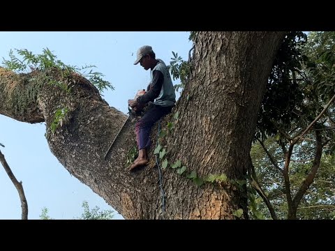 Видео: ПОЛНЫЙ ОПАСНЫХ ДЕЙСТВИЙ ‼️ ДРЕВЛЕНИЕ БОЛЬШОГО ДЕРЕВА ТРЕМБЕЗИ В СЕНДАНГ-ТУА #бензопила #ms660