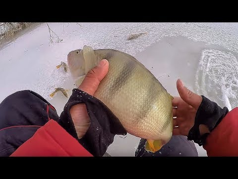Видео: ЗА ТАКИМИ КАБАНАМИ СТОИЛО СЮДА ИДТИ!!Килограммовые окуни в корягах!!Рыбалка Щука на балансир.