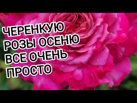 Видео: ЧЕРЕНКУЮ РОЗЫ ОСЕНЬЮ. ВСЕ ОЧЕНЬ ПРОСТО. РОЗА ЦВЕТУЩАЯ БОЛЕЕ ДВУХ МЕСЯЦЕВ.