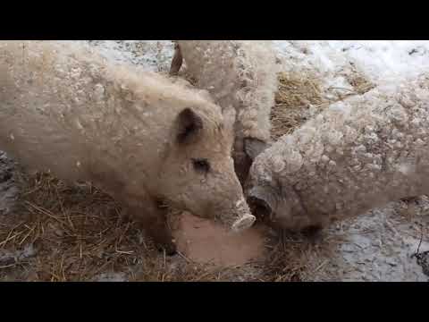 Видео: Венгерська Мангалиця! Огляд та годівля свиней.