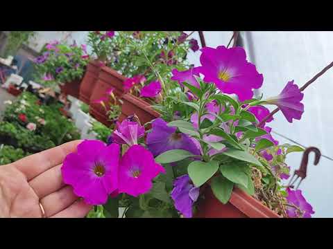 Видео: Обзор теплицы