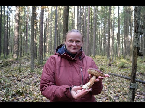 Видео: Грибная разведка 20 октября 2023. Всеволожский район.