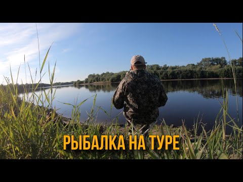 Видео: Рыбалка на Туре. Подлещики.