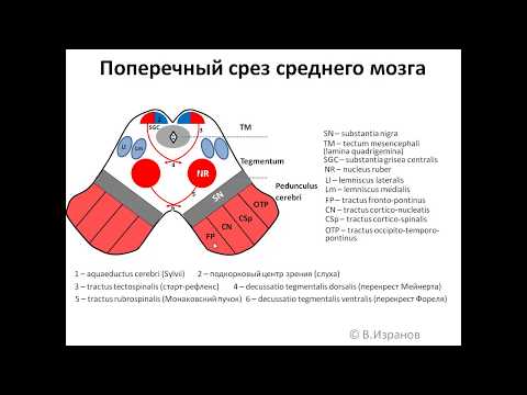 Видео: Средний мозг: анимационная схема