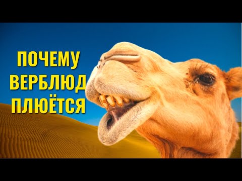 Видео: Верблюд: зачем ему горб, как выживает в пустыне, чем питается и почему плюётся