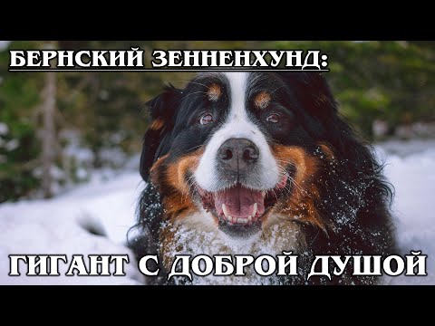 Видео: БЕРНСКИЙ ЗЕННЕНХУНД: Собака-пастух | Интересные факты про породы собак