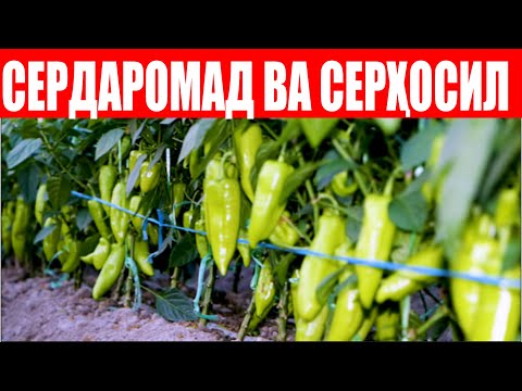 Видео: Ява F1 экиб икки теримда харажатини чиқардим ҳосилдорлиги зўр! (Pepper Jawa F1-Sakata)