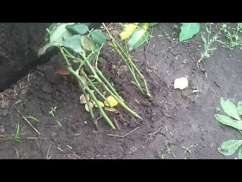 Видео: Подготовка черенков Роз к зиме