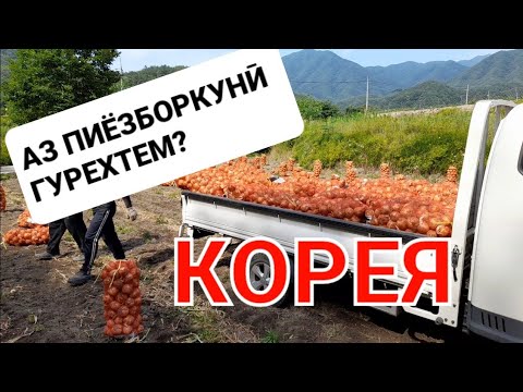 Видео: КОРЕЯ: Аз пиёзборкунӣ гурехтем? #корея #работавкореи #работавкорее #мухочирон #точикон #таджики
