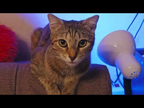 Видео: Смешные кошки. Муся. Буся. Сима. Лиза. Фрося. Мотя. Любимки.