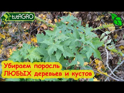 Видео: ЛЕГКО и ПРОСТО УБРАТЬ ПОРОСЛЬ СЛИВЫ и ВИШНИ, КЛЕНОВ и СИРЕНИ. Рабочий способ против любой поросли.