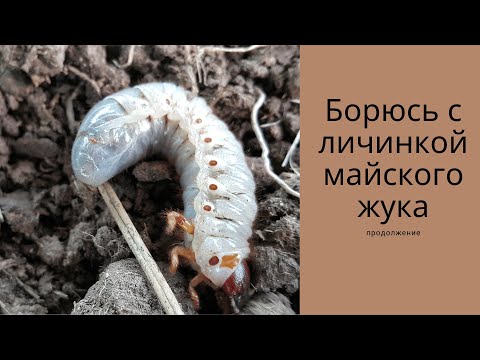 Видео: Борюсь с личинкой майского жука - хрущем. Профилактика. Часть 2.