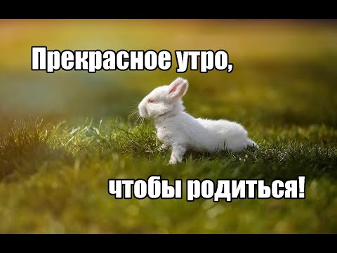 Видео: Крольчихи рожают! Прекрасное начало дня!/Диванный кроликовод