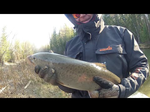 Видео: Счастливые люди. Тыва. К истокам Енисея, ЖОР  Ленка, хариуса, первый раз на такой рыбалке, Бий-Хем.