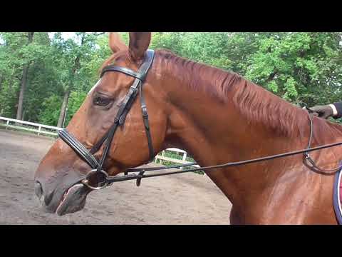 Видео: Как управлять лошадью на рыси?