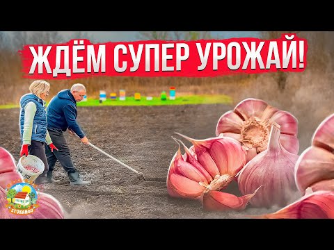 Видео: Посадили чеснок и приготовили аварский хинкал.