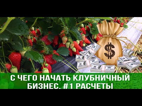 Видео: С чего начать клубничный бизнес. #1 Расчеты.