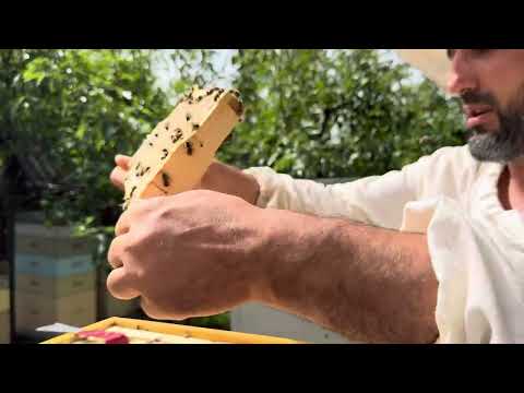 Видео: Ціла купа відмінностей !!! Карпатка та Карника !!! Знайди де хто ??? Неплідні бджоломатки !!!