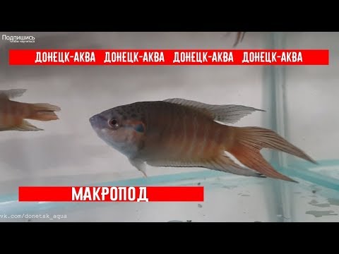 Видео: как я развожу рыбок макроподов, Macropodus opercularis, How to multiply aquarium fish, 觀賞魚養殖,