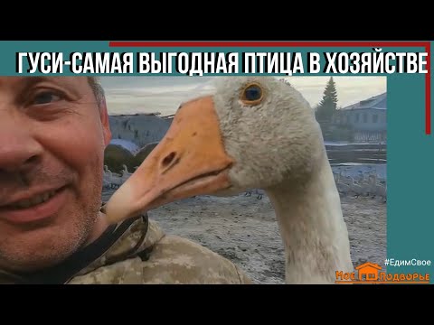 Видео: Почему ГУСИ самая выгодная птица?! "Мое Подворье"