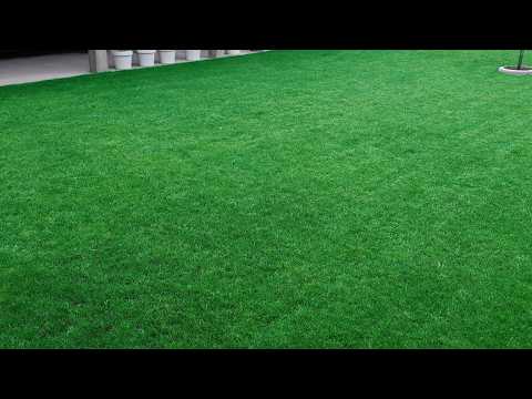 Видео: Ваш газон меняет цвет? Сделайте это как можно скорее.