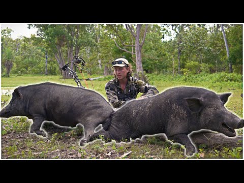 Видео: Стреляю в МОНСТРОВЫХ СВИНЕЙ из моего ЛУКА!!