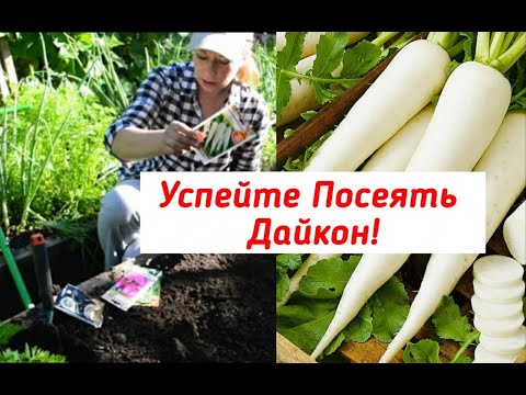 Видео: Дайкон: посадка, уход и хранение. Выращивание дайкона