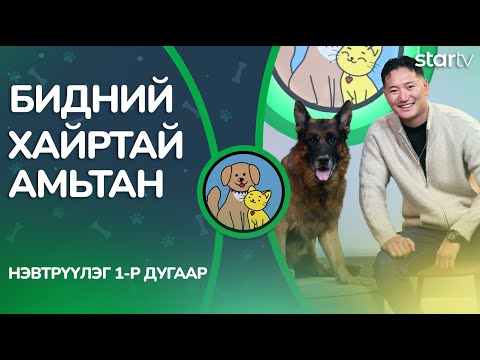 Видео: "Бидний Хайртай Амьтан" | Нохой тэжээх үү? болих уу ?