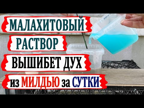 Видео: 🍇 Внимание! Вспышка МИЛДЬЮ на винограде. Этот МАЛАХИТОВЫЙ РАСТВОР от Ивана ВЫЛЕЧИТ за сутки.