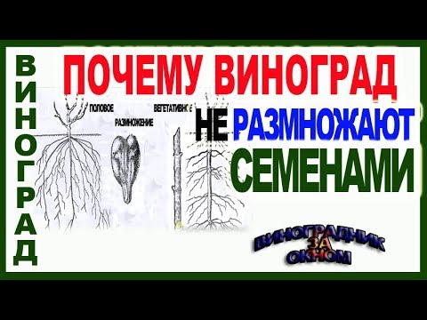 Видео: 🍇 Почему виноград не размножают семенами. Отличие сеянца от саженца. Школа виноградаря 2019 Часть 11