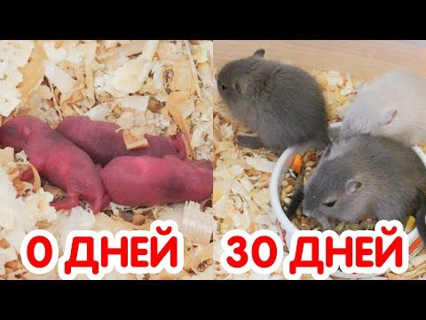Видео: Песчанки от 0 до 30 дней за 4 минуты
