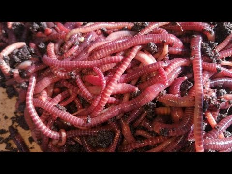 Видео: биогумус А.чоми 2 тон фурухтем АКСИЯ КИРМАК👍👍👍👍