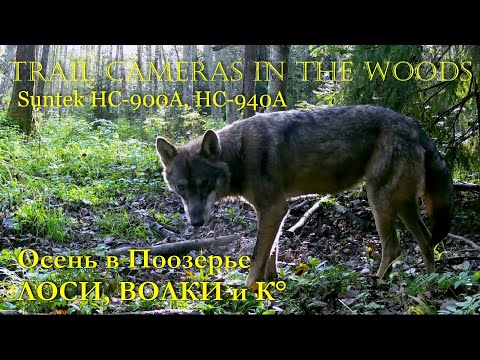 Видео: ЛОСИ, ВОЛКИ и К°