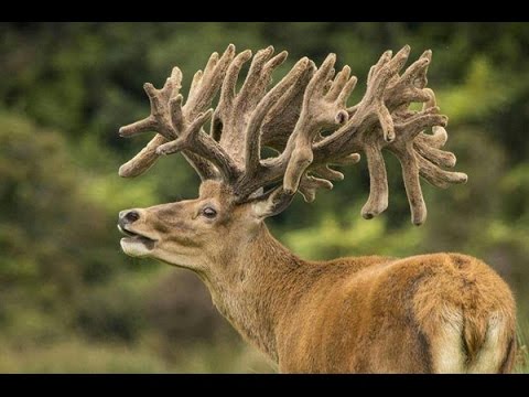 Видео: Іван Пташнікаў "Алені"