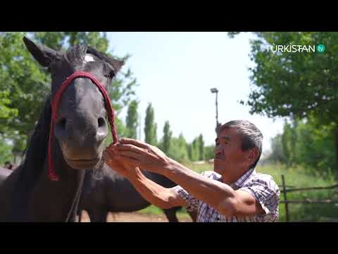 Видео: Үлгілі ауыл | Шіркін ауылы