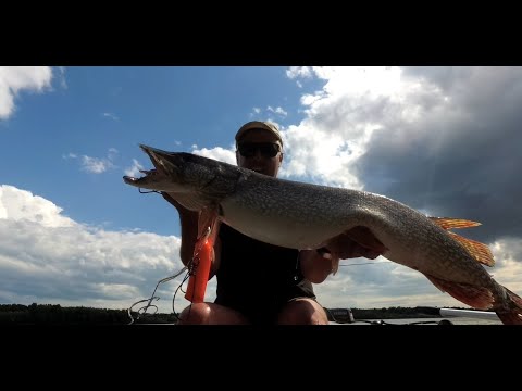 Видео: РЕКОРД! ТРОФЕЙ! Жуткая поклёвка в ломовом коряжнике! Трофейная рыбалка на Оби