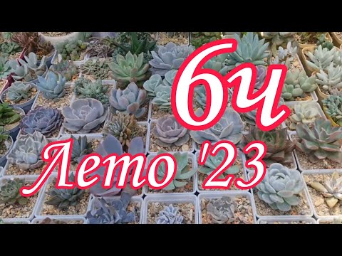 Видео: Коллекция суккулентов. Лето'23  (часть 6) #succulent