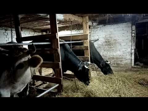 Видео: Как запустить корову правильно.