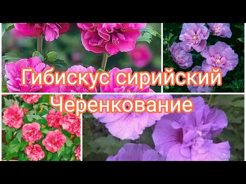Видео: ГИБИСКУС СИРИЙСКИЙ ЧЕРЕНКОВАНИЕ.
