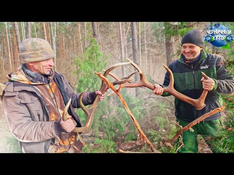 Видео: Путешествие в бескрайний лес, где водится множество диких животных. Рога найти мы только мечтали