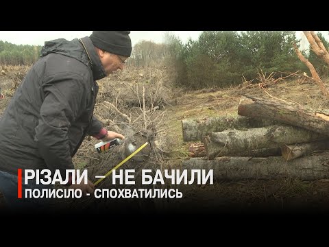 Видео: Давай рахувати пеньки: масштабна вирубка на Ковельщині