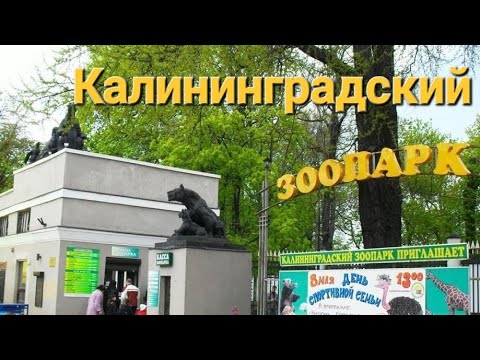 Видео: Калининградский зоопарк за десять минут🐅🦓🐘🦫🦍🐒🐆#животные #зоопарк #калининград #милота 
