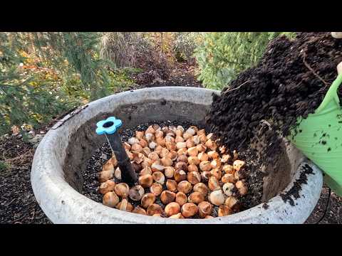 Видео: Посадка 1200 луковиц в контейнеры и эксперименты с рождественскими огнями! 🌷🎄😍 // Garden Answer