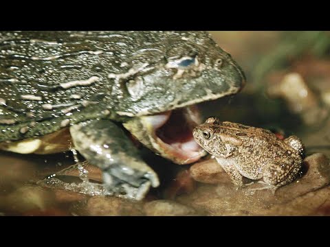 Видео: Роющая лягушка – огромный и агрессивный болотный МОНСТР! Ест мышей, птиц и змей!