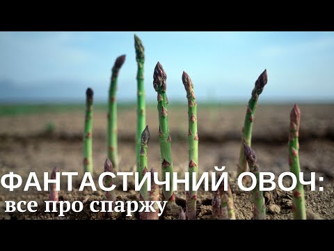 Видео: СПАРЖА: користь чи шкода, чи пахне сеча після цього овоча