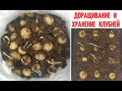 Видео: ХРАНЕНИЕ КЛУБНЕЙ 🌺 Глоксиний зимой / ДОРАЩИВАНИЕ МЕЛКИХ КЛУБНЕЙ