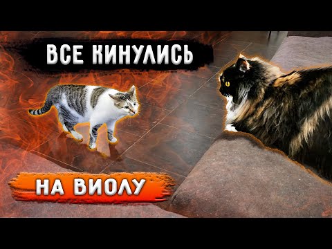 Видео: Виолу поселили в котизал и там на нее напали. Двух котиков у нас забирают. Моя озвучка животных.