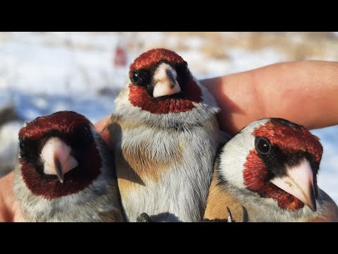 Видео: ЛОВЛЯ ЩЕГЛОВ👍 ПОШЁЛ ПРОЛЁТ🔥🔥🔥 ВИДЕО ОТ 18.03.24.