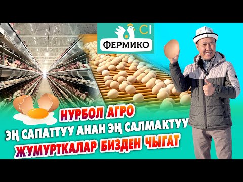 Видео: Фермико!  ЖУМУРТКАЛАРЫ эң САПАТТУУ анан ИШЕНИЧТҮҮ ~ Тооктор сапаттуу ЖЕМ жейт, АДАЛ ~ Нурбол агро
