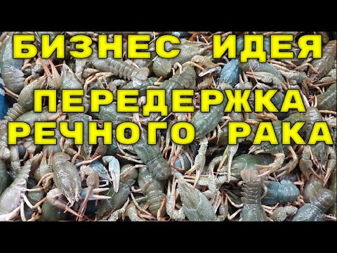 Видео: Заработок на передержке речного рака.Бизнес идея.#2